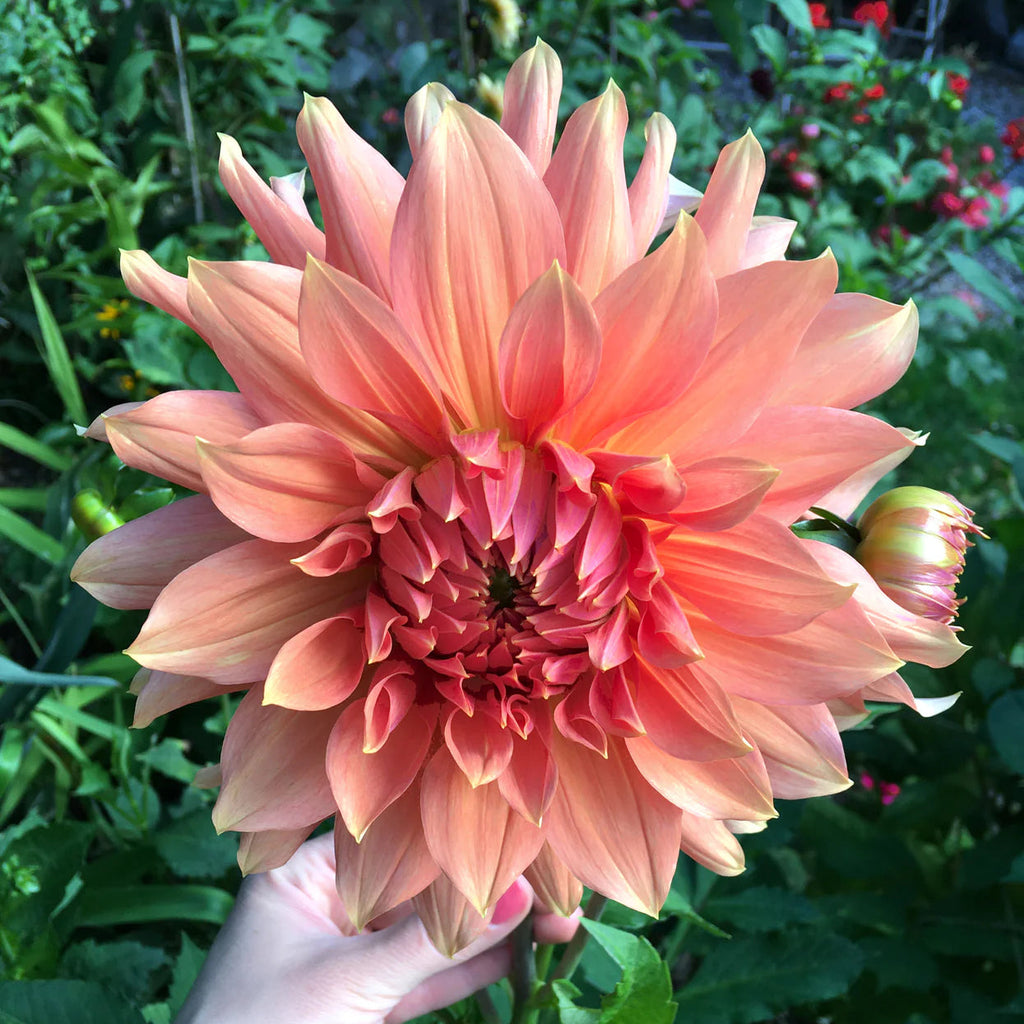 dahlia-great-hercule