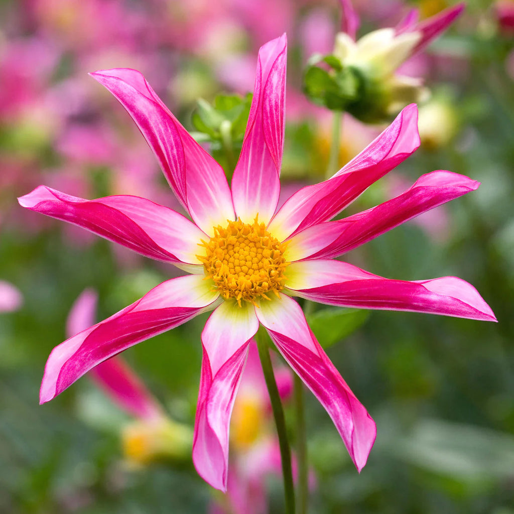 dahlia-honka-rose