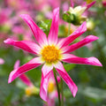 dahlia-honka-rose