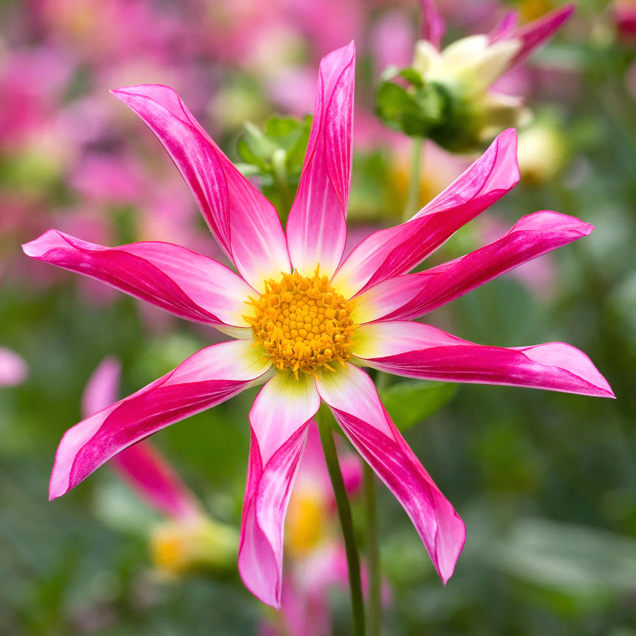 dahlia-honka-rose Immagine