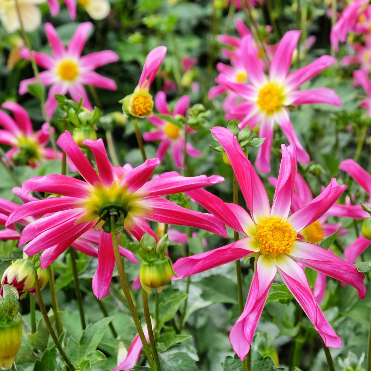 dahlia-honka-rose
