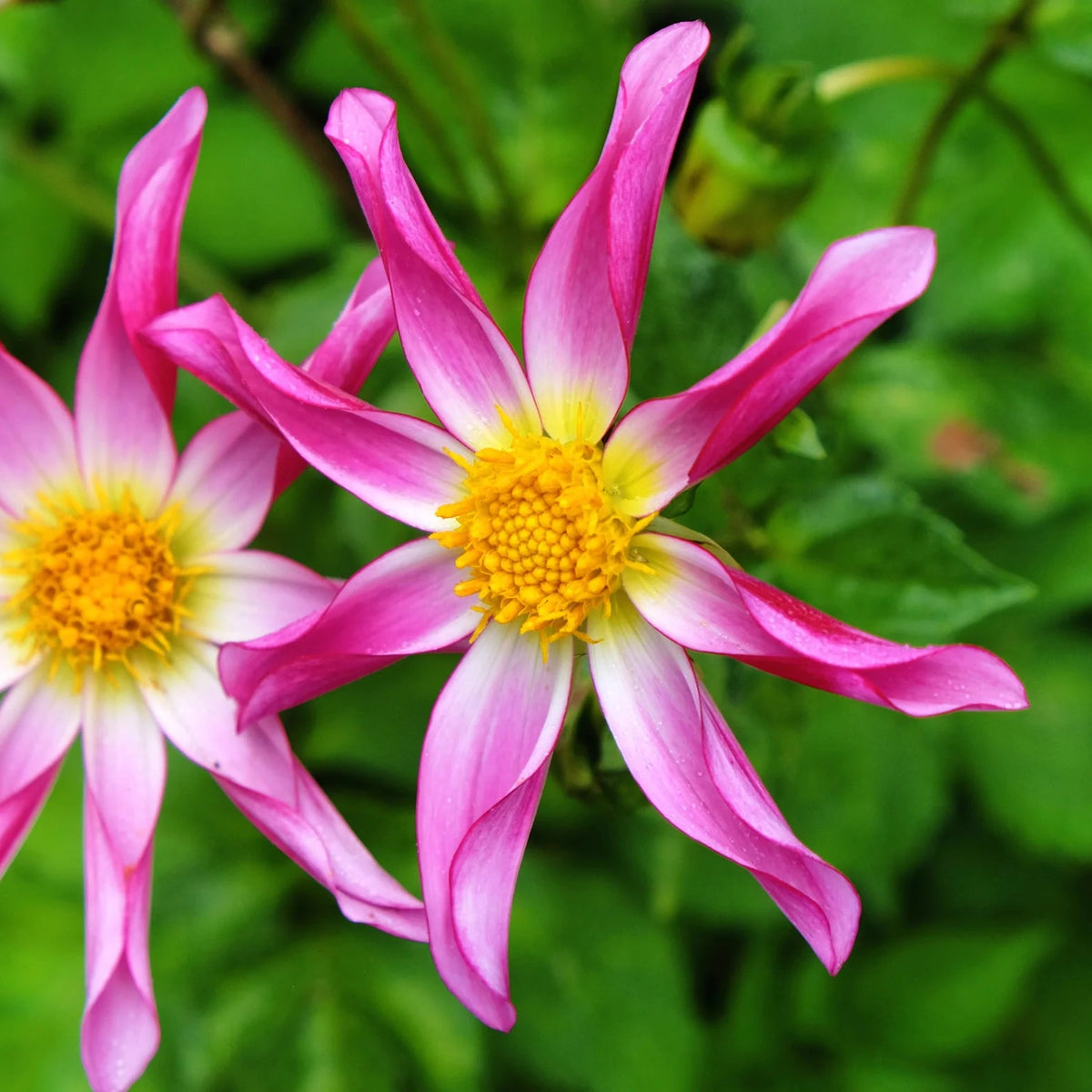 dahlia-honka-rose