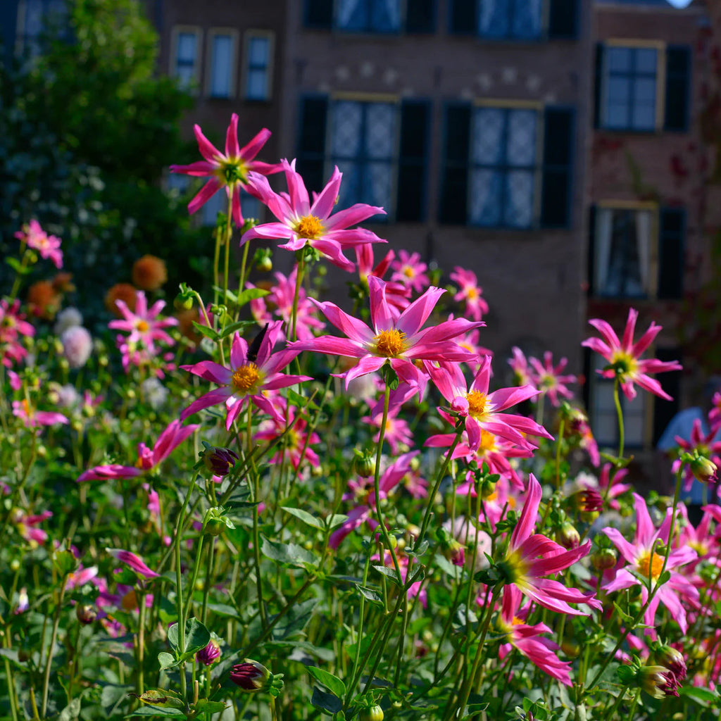dahlia-honka-rose