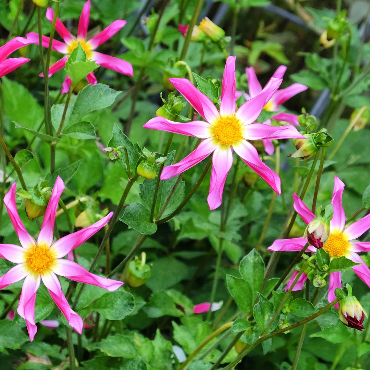 dahlia-honka-rose