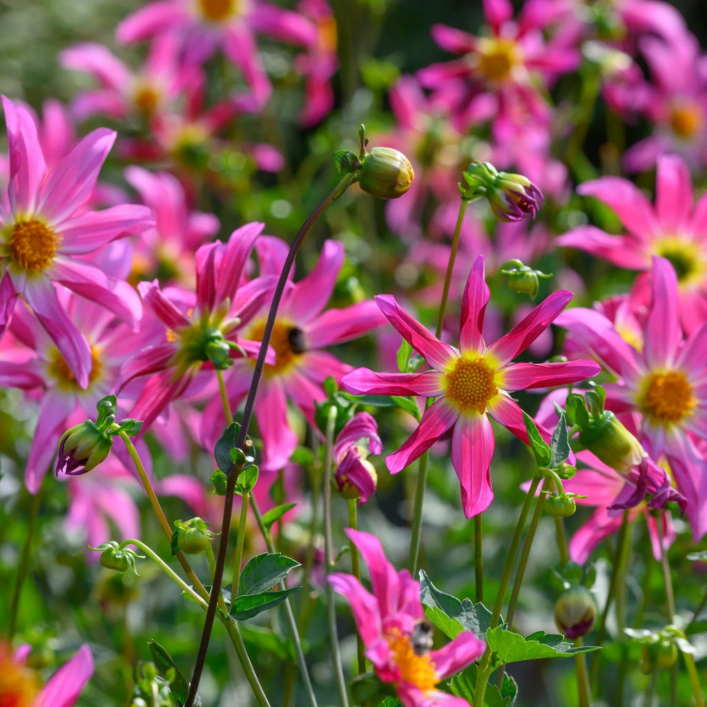 dahlia-honka-rose