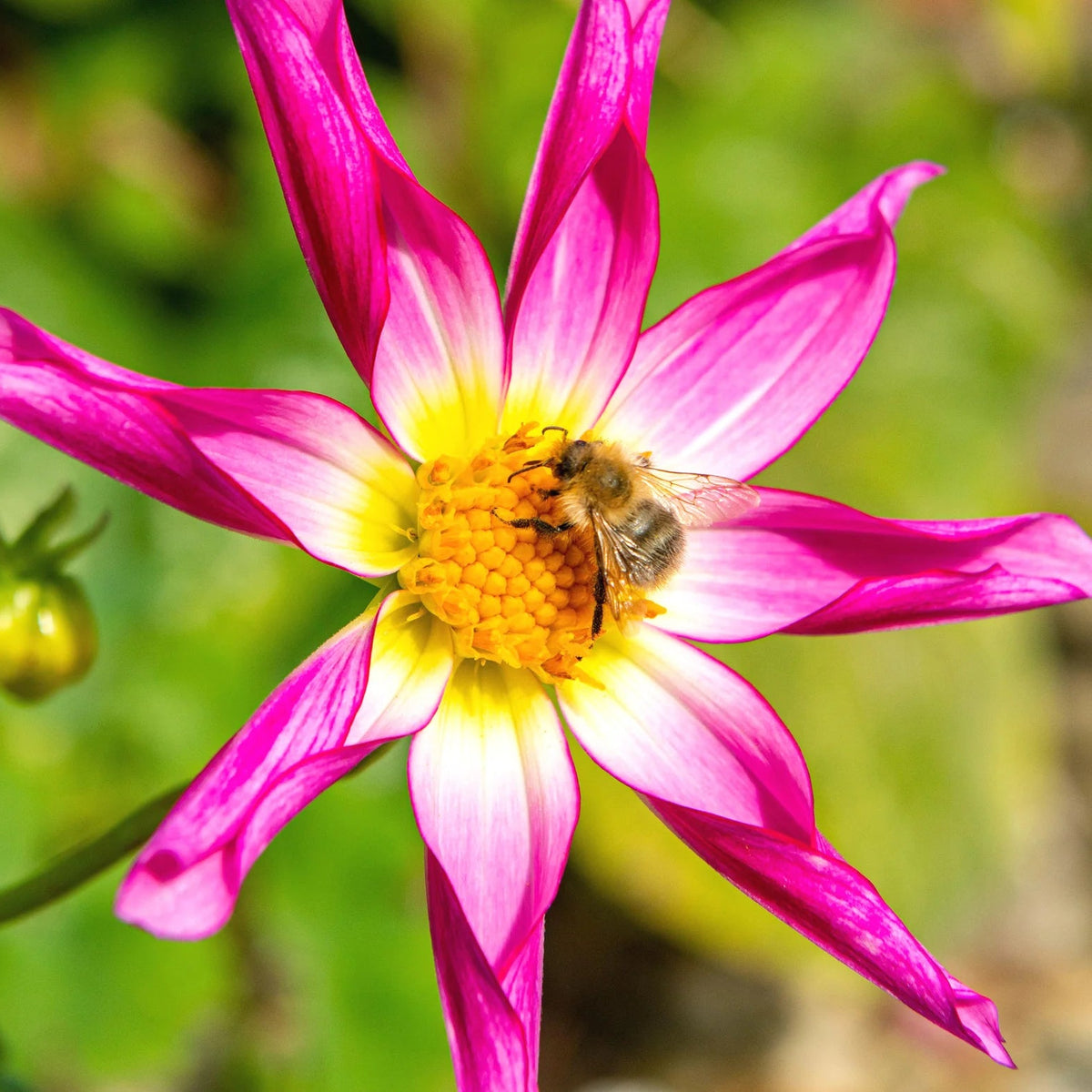 dahlia-honka-rose