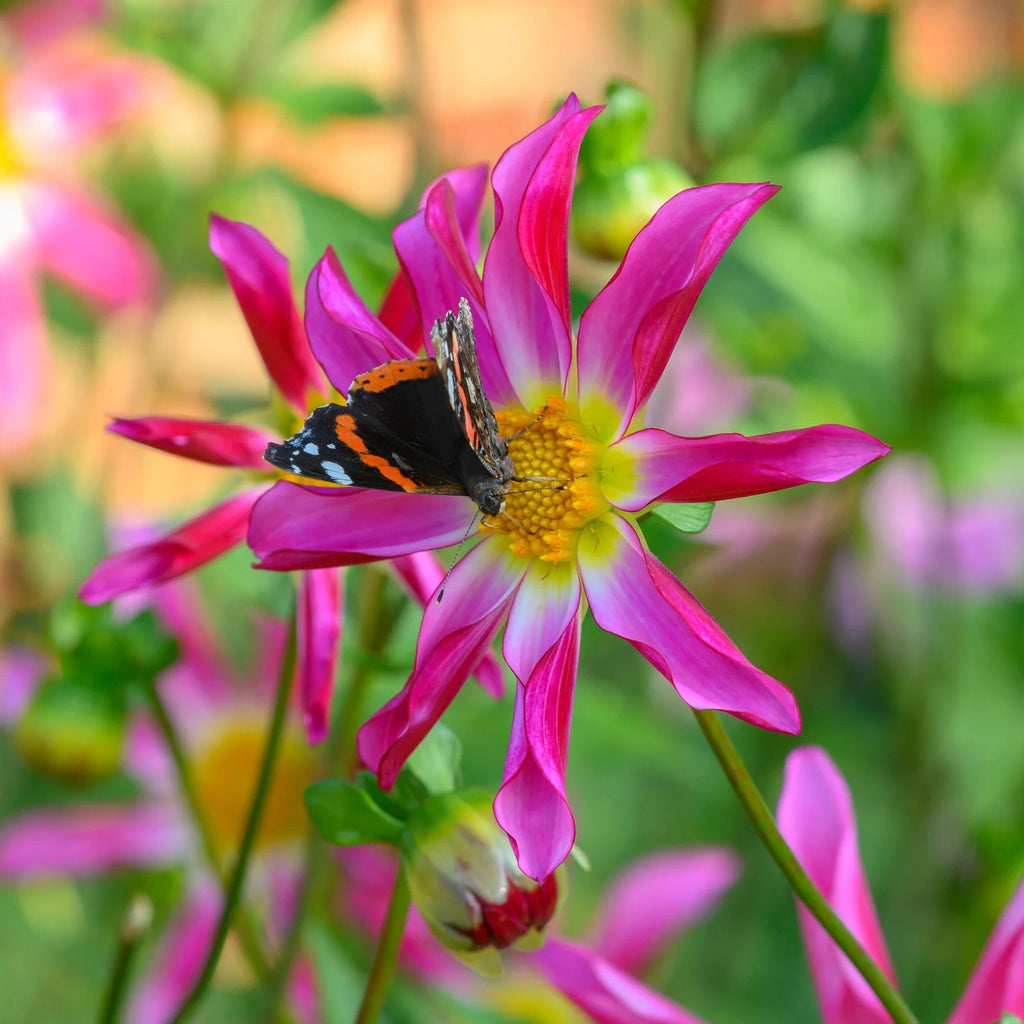 dahlia-honka-rose