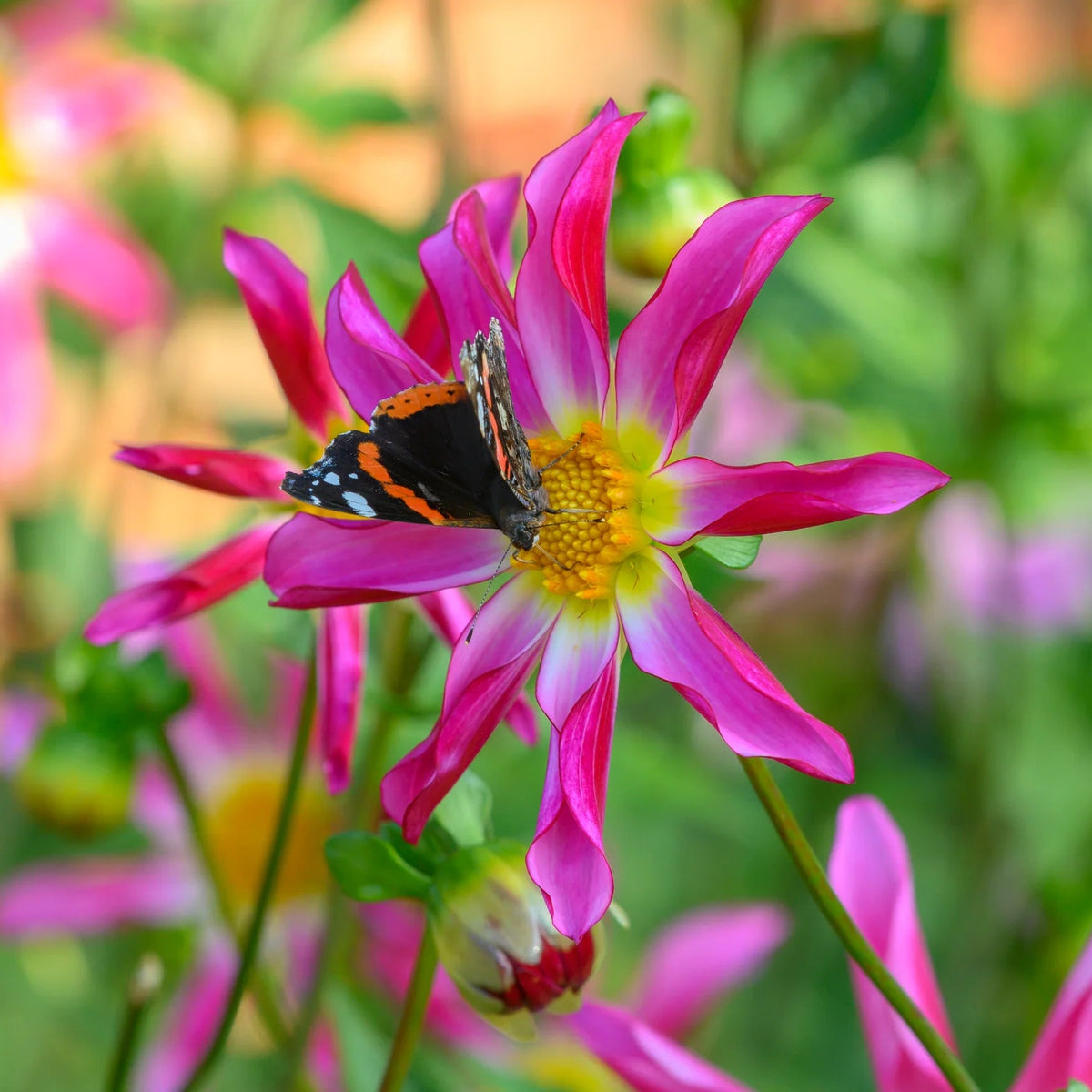 dahlia-honka-rose