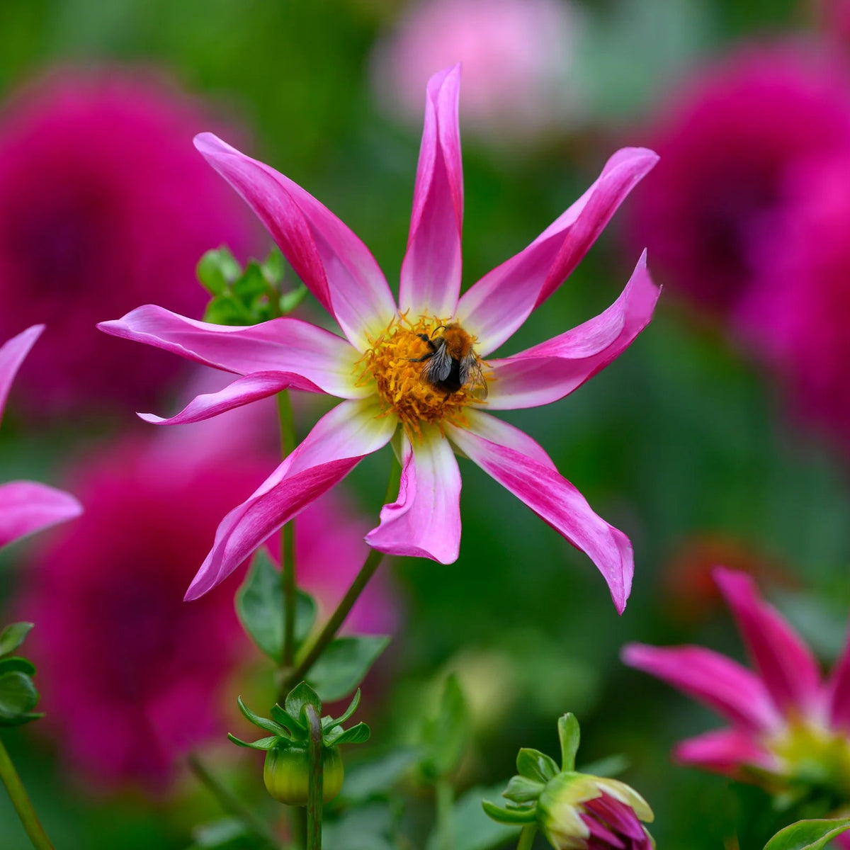 dahlia-honka-rose