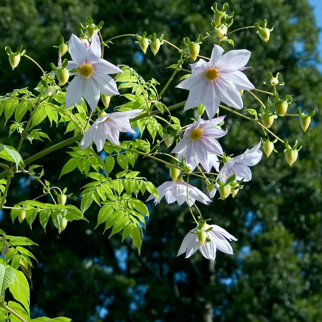 dahlia-imperialis-blanc