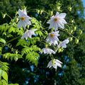 dahlia-imperialis-blanc
