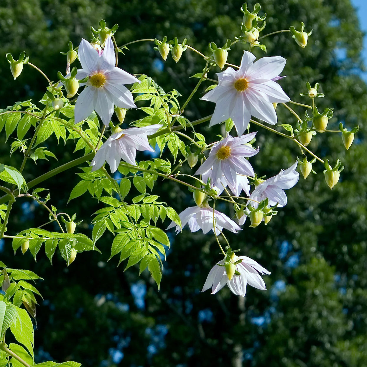 dahlia-imperialis-blanc Imagen
