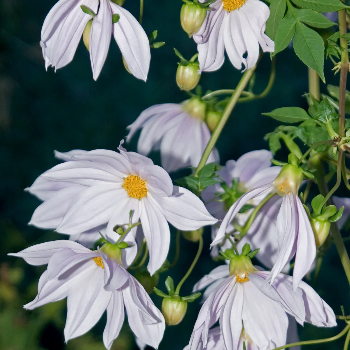 dahlia-imperialis-blanc