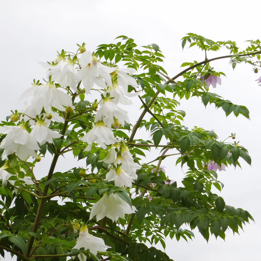 dahlia-imperialis-blanc
