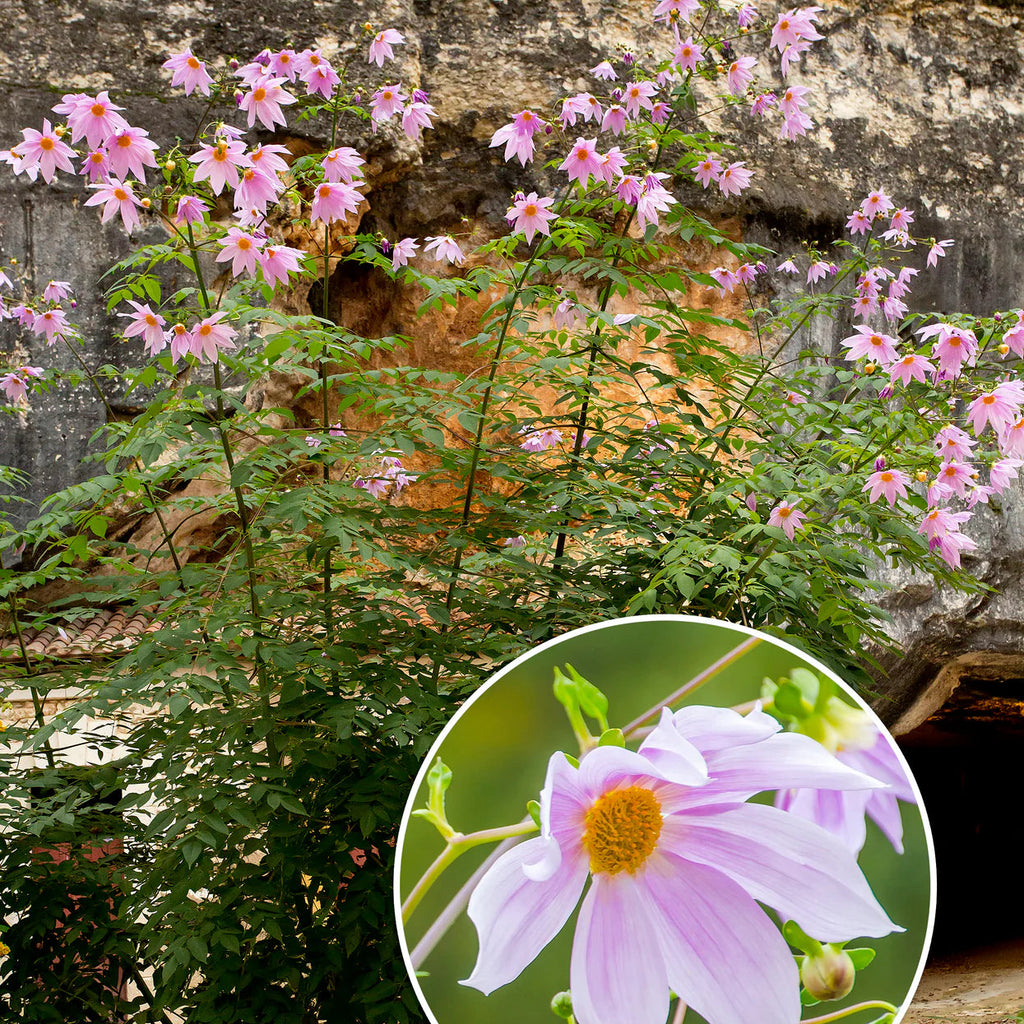 dahlia-imperialis-rose
