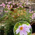 dahlia-imperialis-rose
