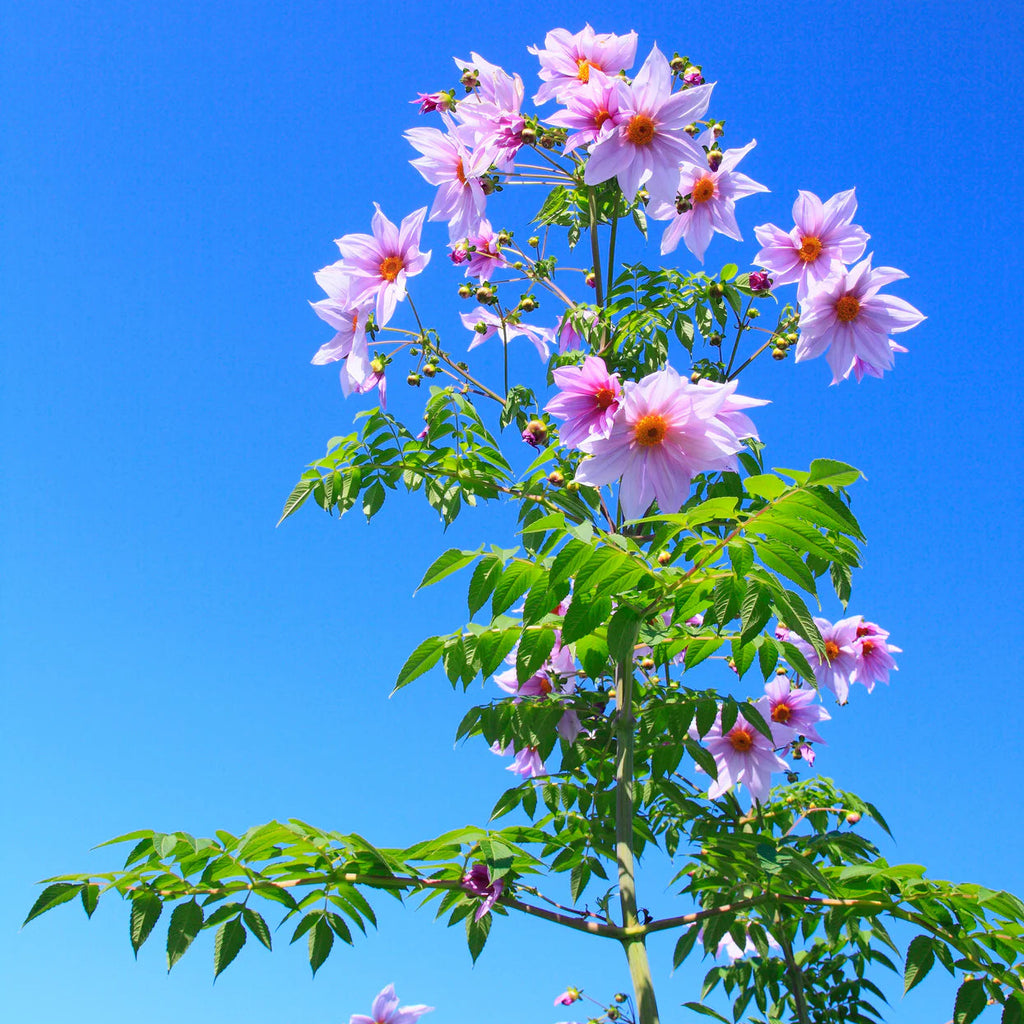 dahlia-imperialis-rose