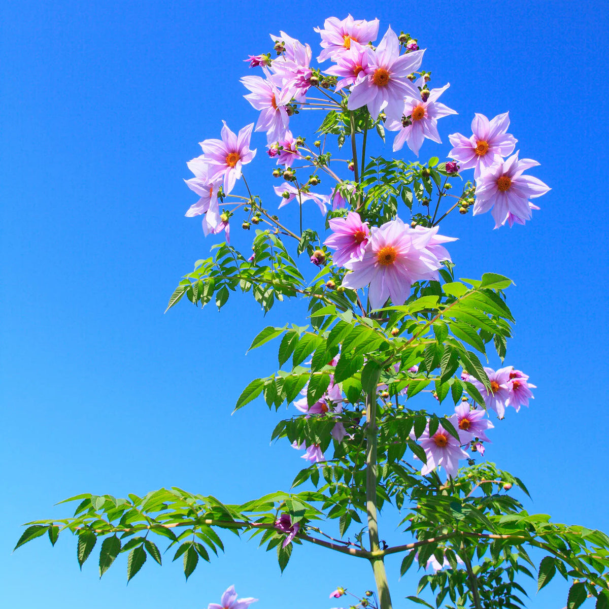 dahlia-imperialis-rose