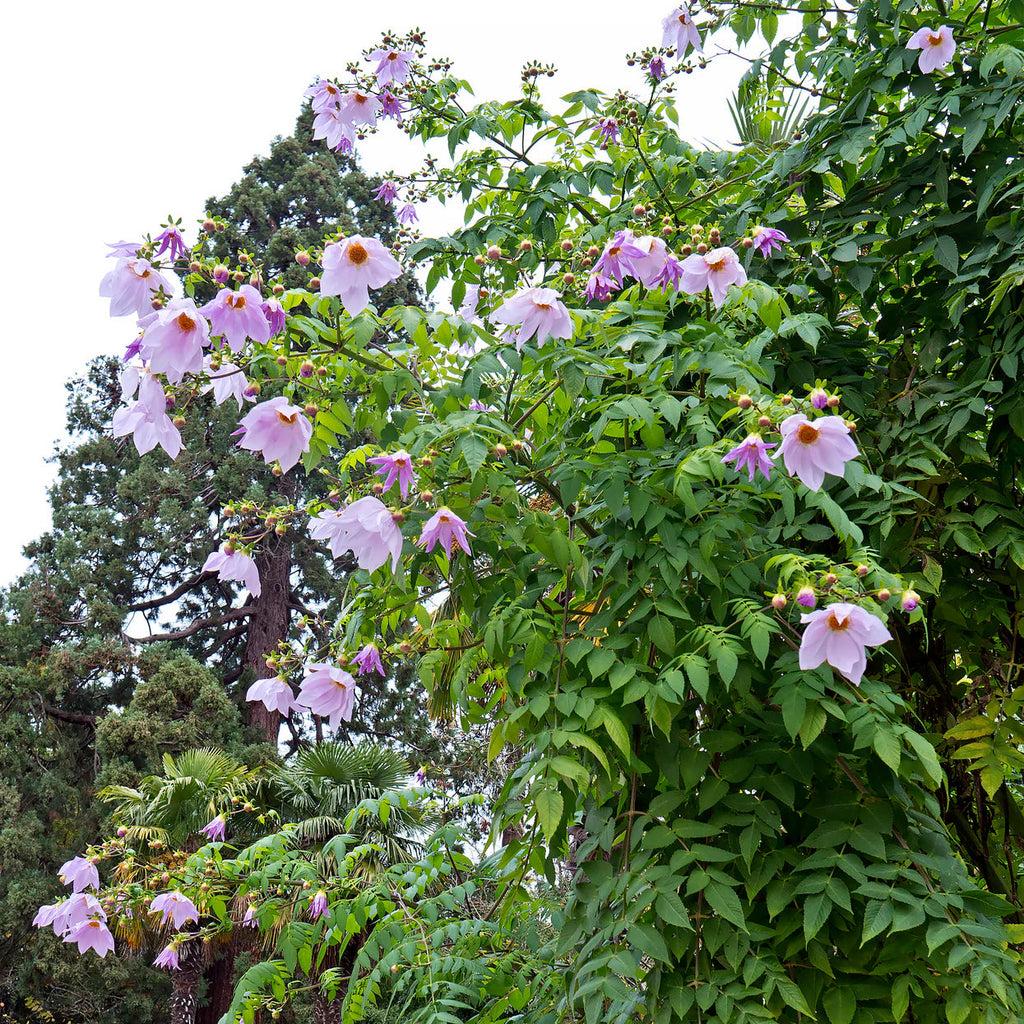 dahlia-imperialis-rose