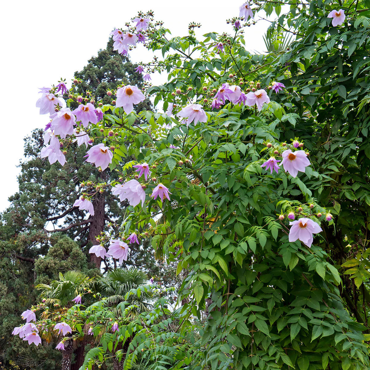 dahlia-imperialis-rose