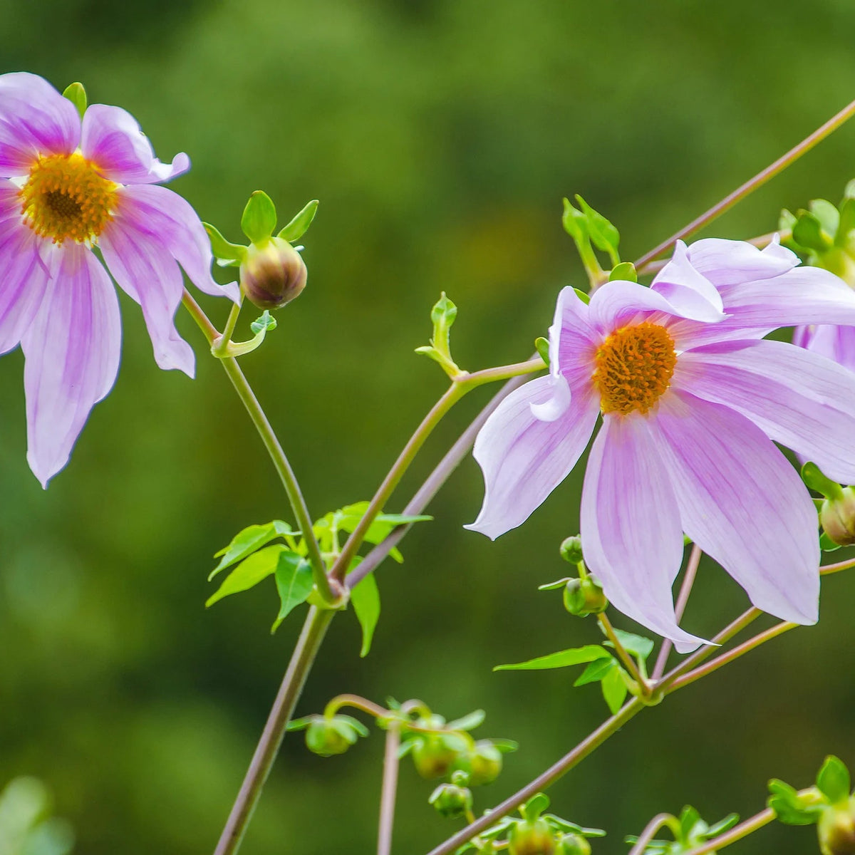 dahlia-imperialis-rose