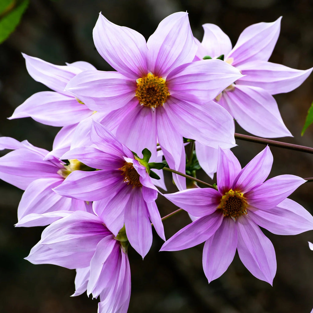 dahlia-imperialis-rose