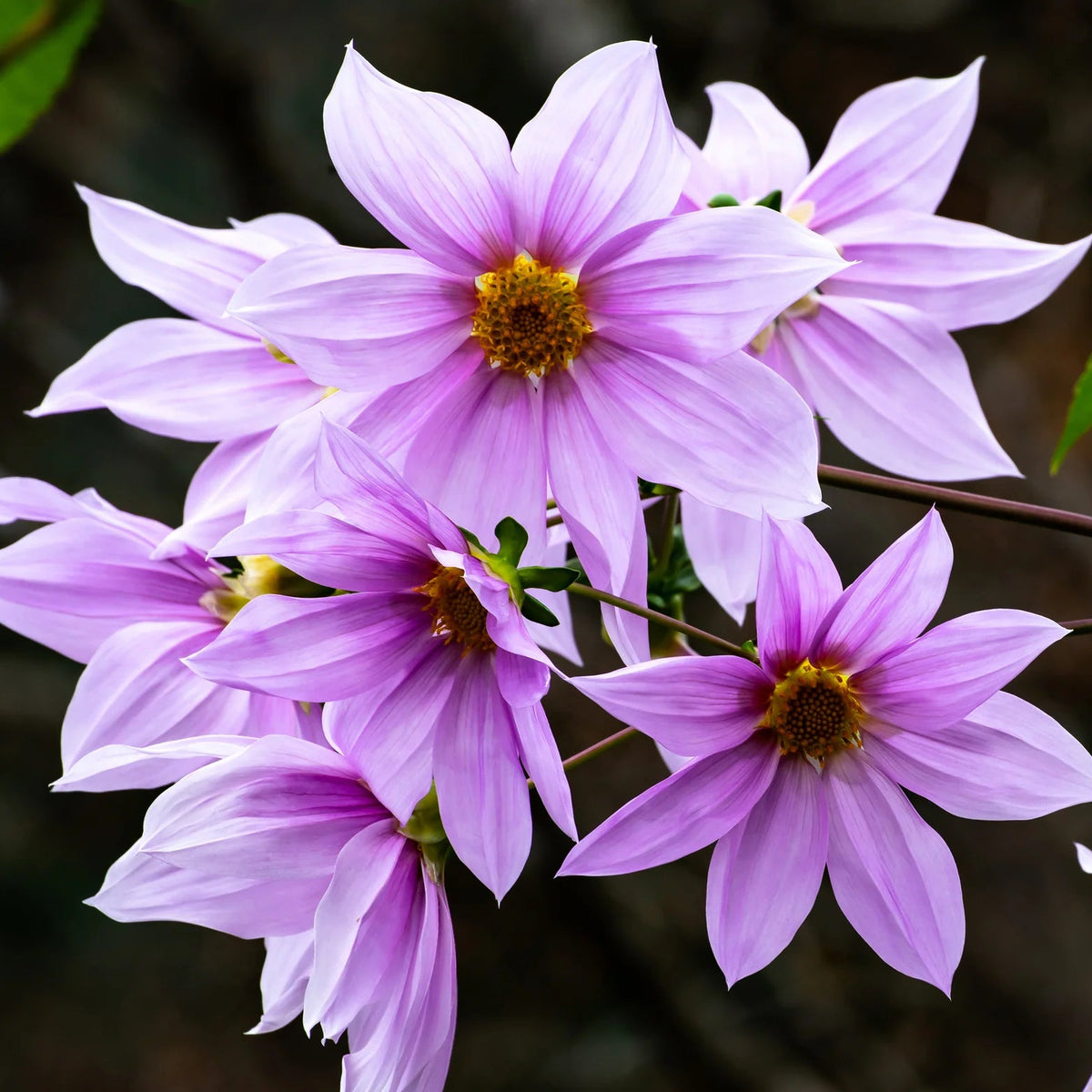 dahlia-imperialis-rose