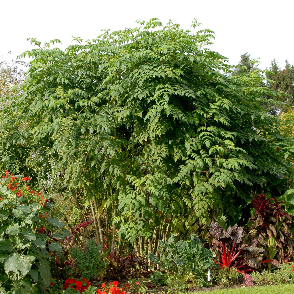 dahlia-imperialis-rose