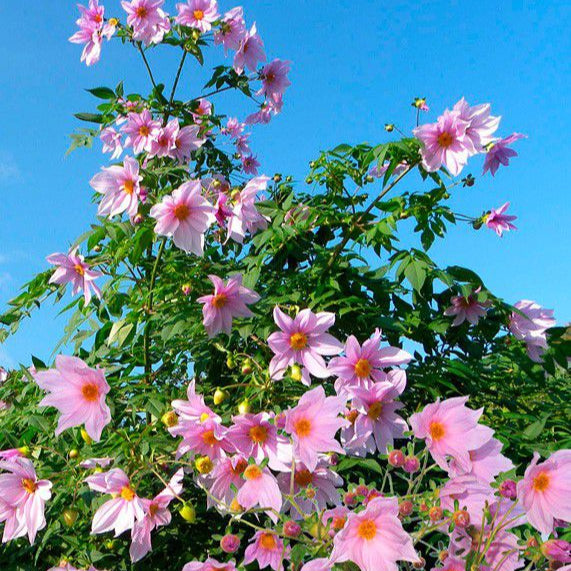 Dahlia Imperialis Rose