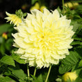 dahlia-kelvin-floodlight