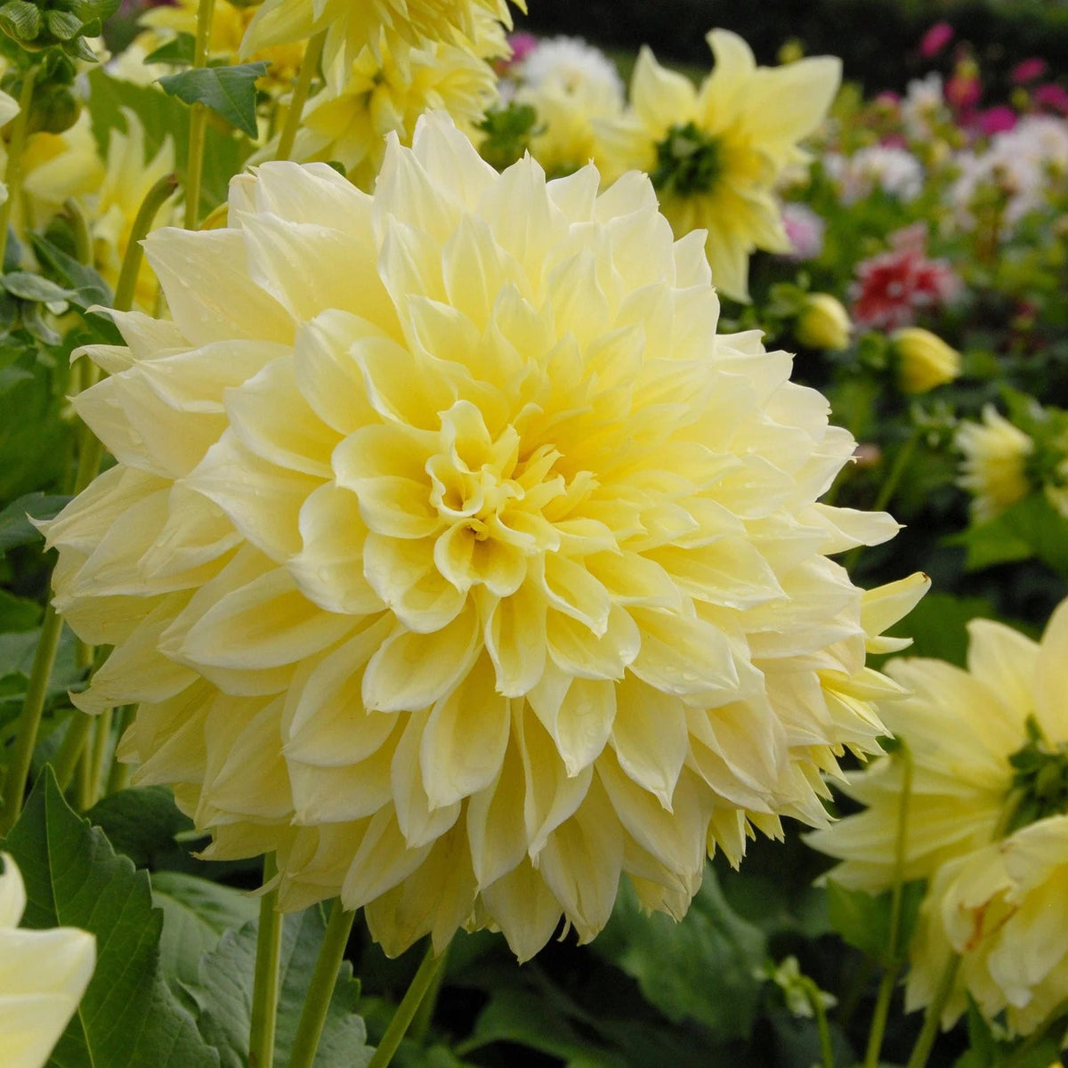dahlia-kelvin-floodlight