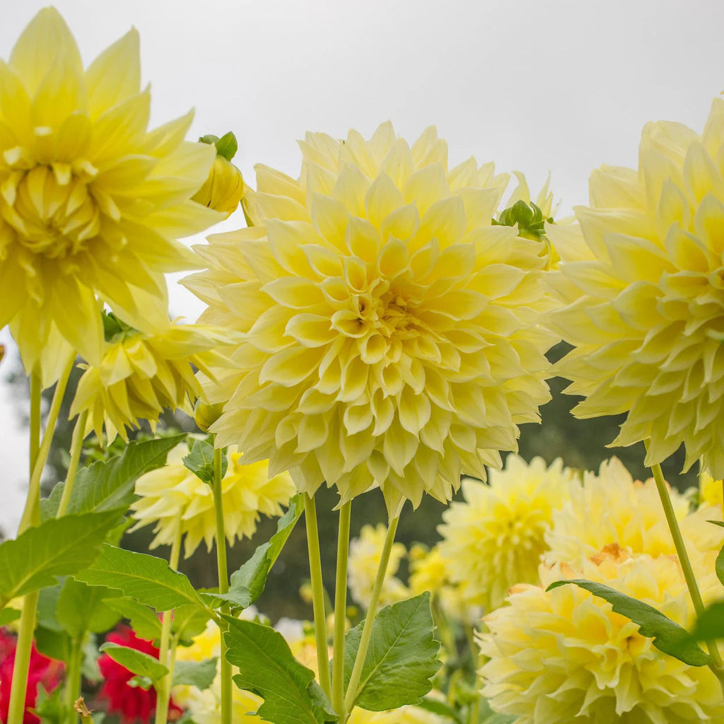 dahlia-kelvin-floodlight