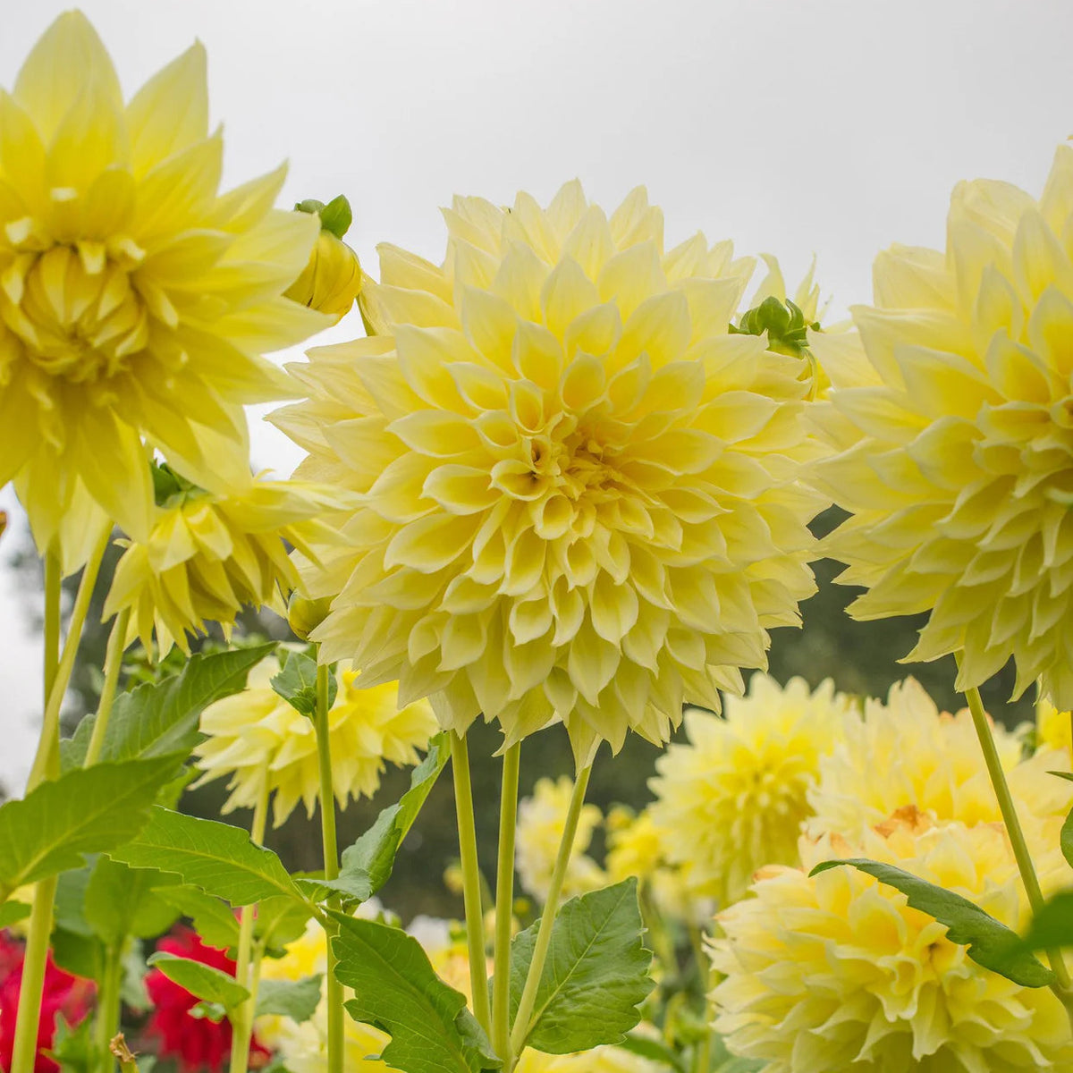 dahlia-kelvin-floodlight