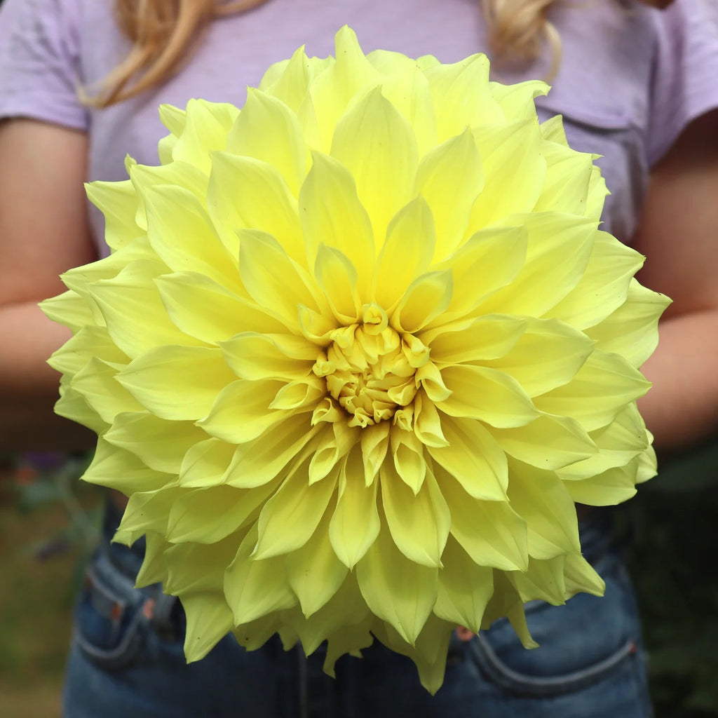 dahlia-kelvin-floodlight