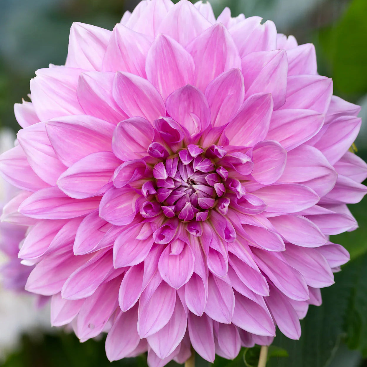 dahlia-lavender-perfection Image