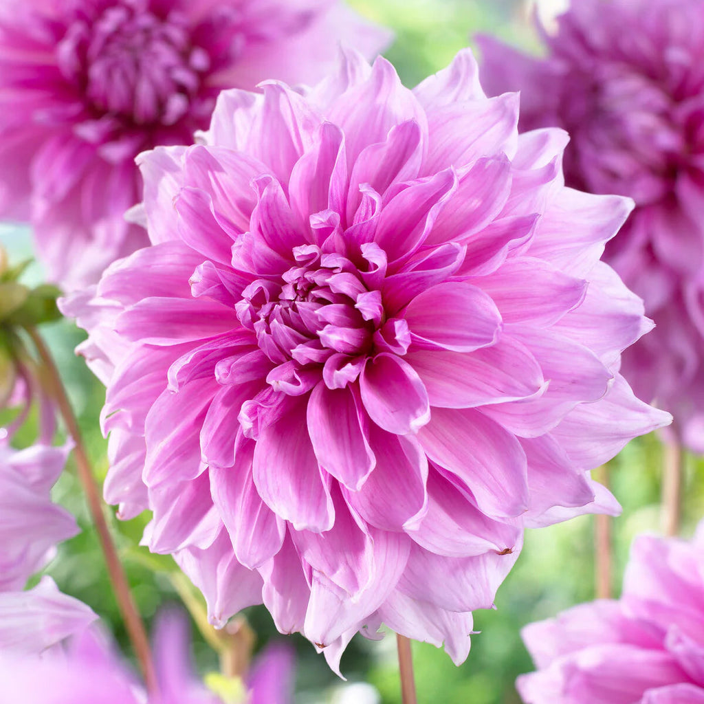 dahlia-lavender-perfection