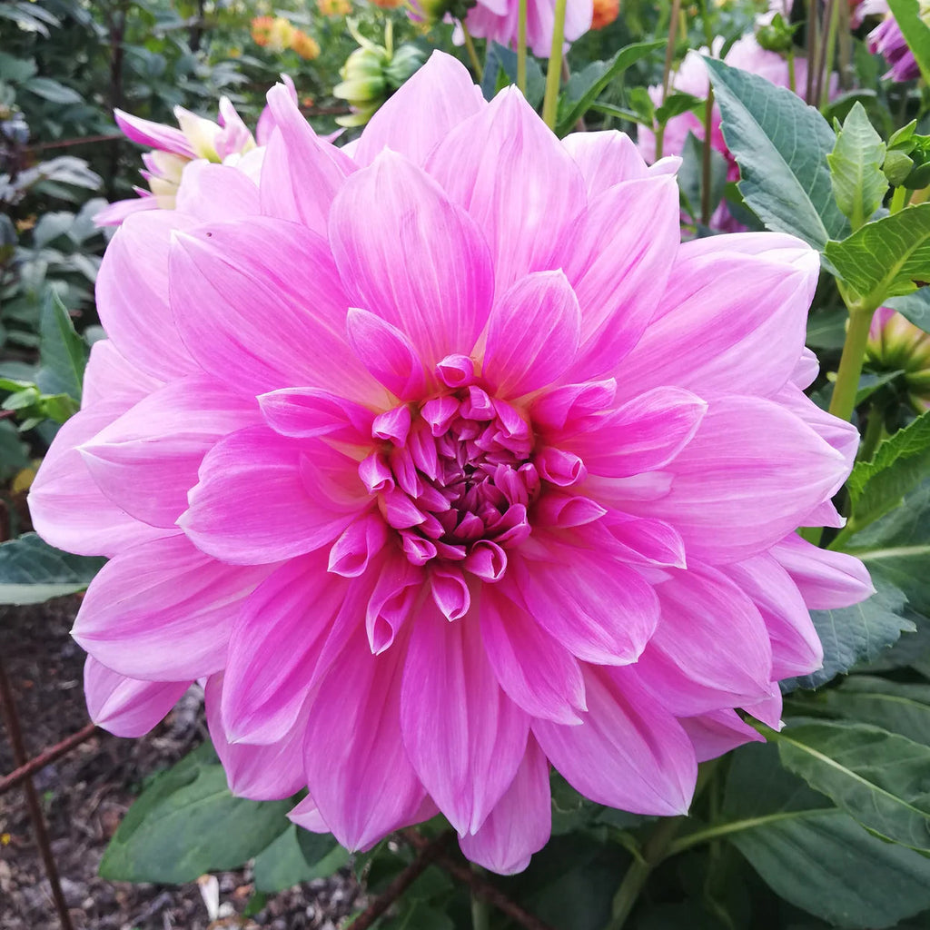 dahlia-lavender-perfection