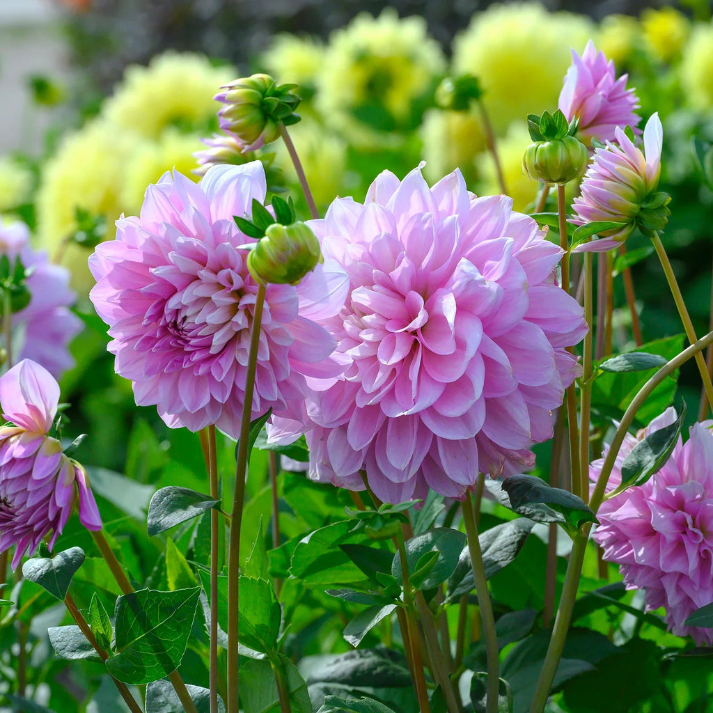 Dahlia 'Lavender Perfection'