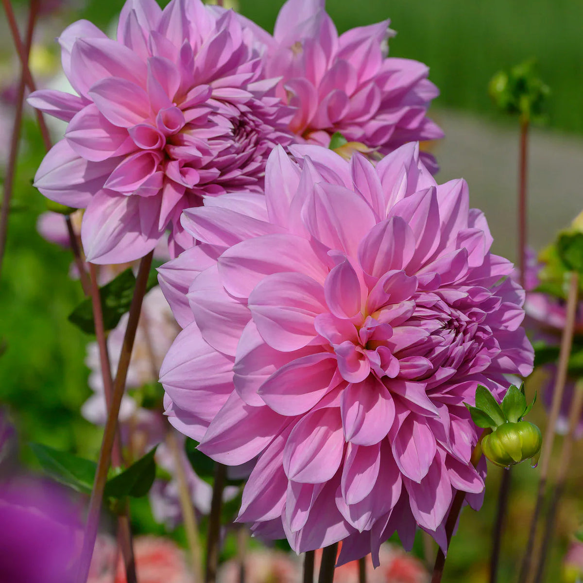 dahlia-lavender-perfection