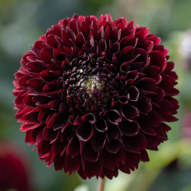 Dahlia Pompom 'Natal'