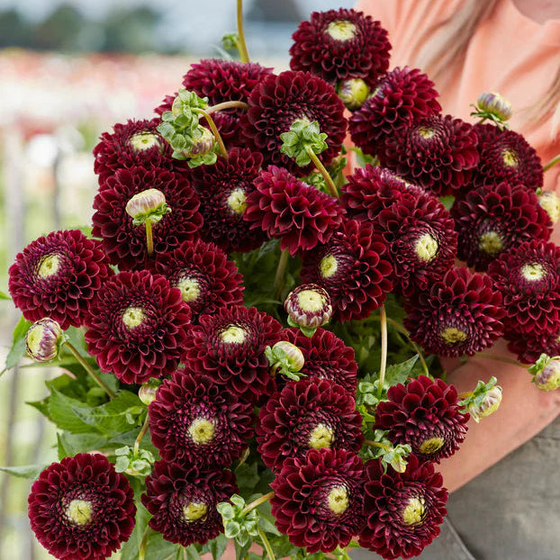 Dahlia Pompom 'Natal'