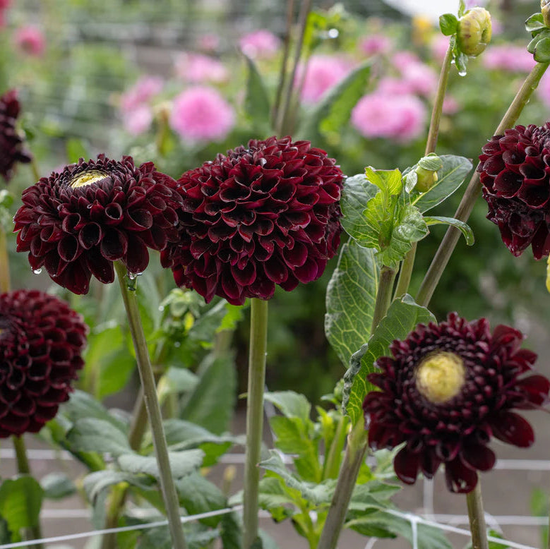 Dahlia Pompom 'Natal'