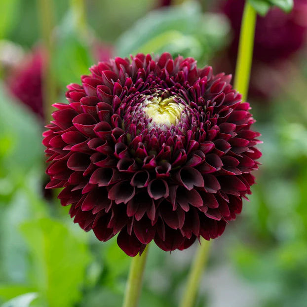 Dahlia Pompom 'Natal'