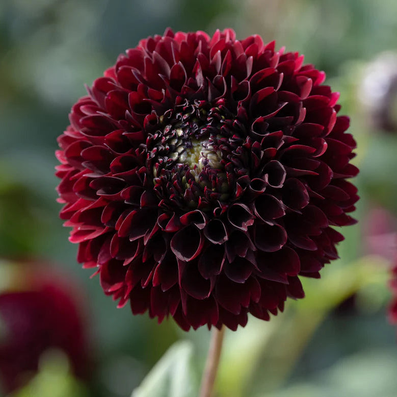 Dahlia Pompom 'Natal'