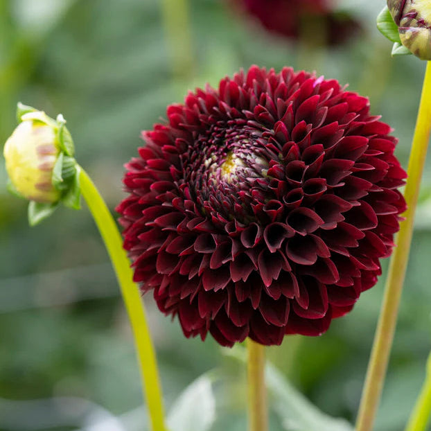 Dahlia Pompom 'Natal'