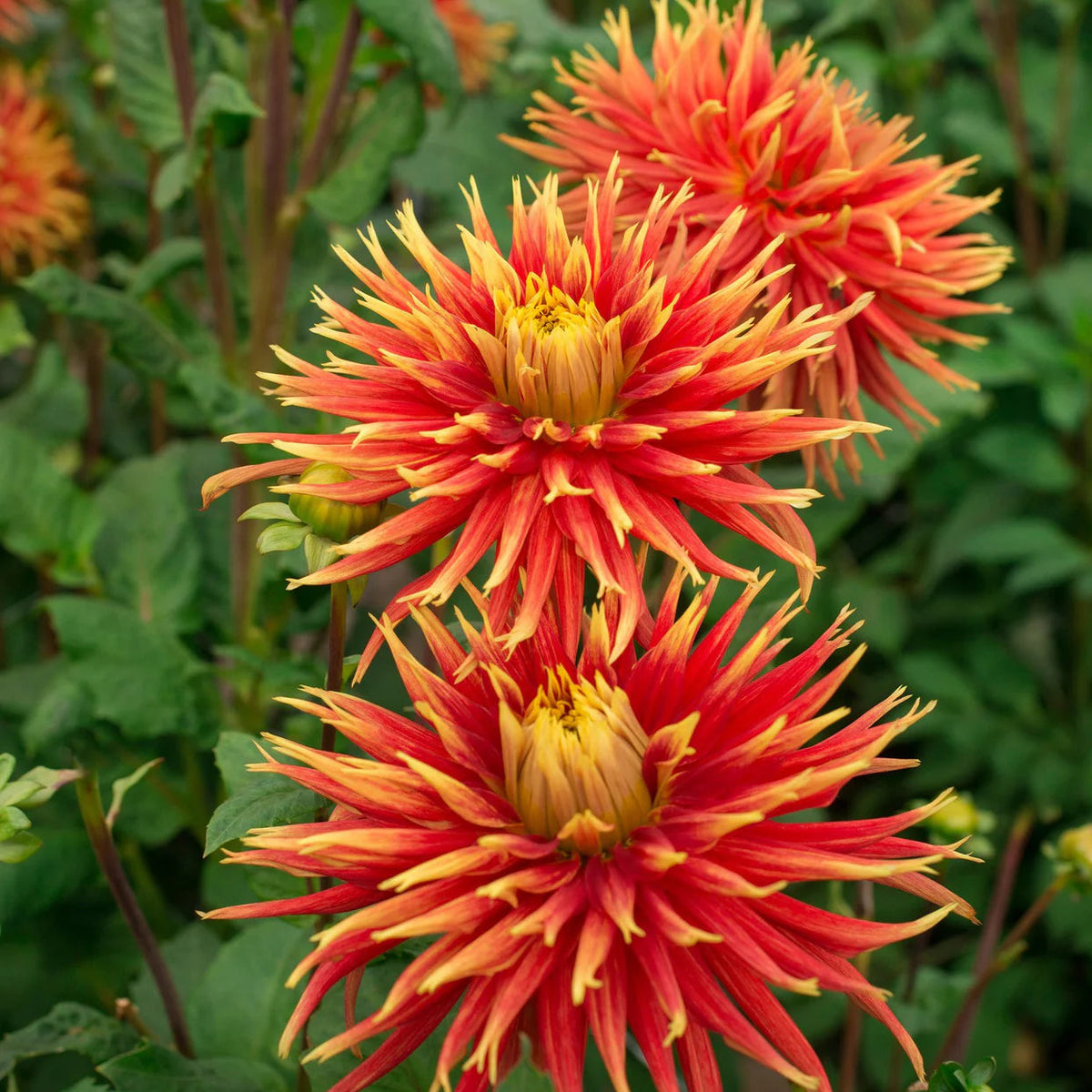 dahlia-show-and-tell
