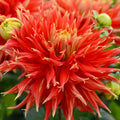 dahlia-show-and-tell
