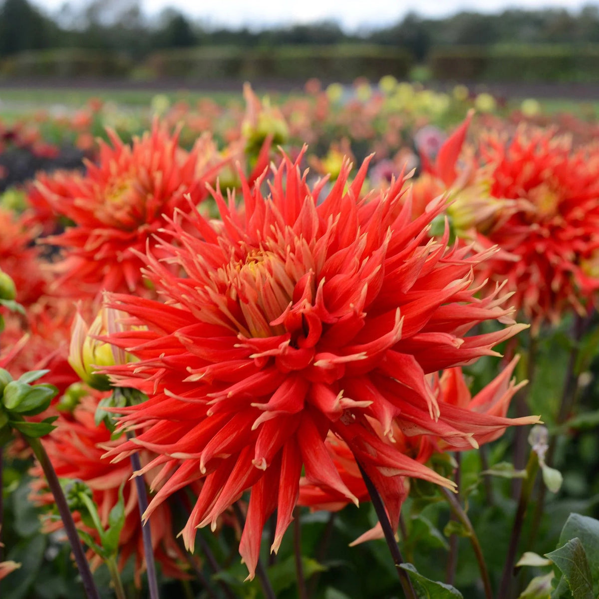 dahlia-show-and-tell