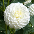 Dahlia Pompom 'White Aster'
