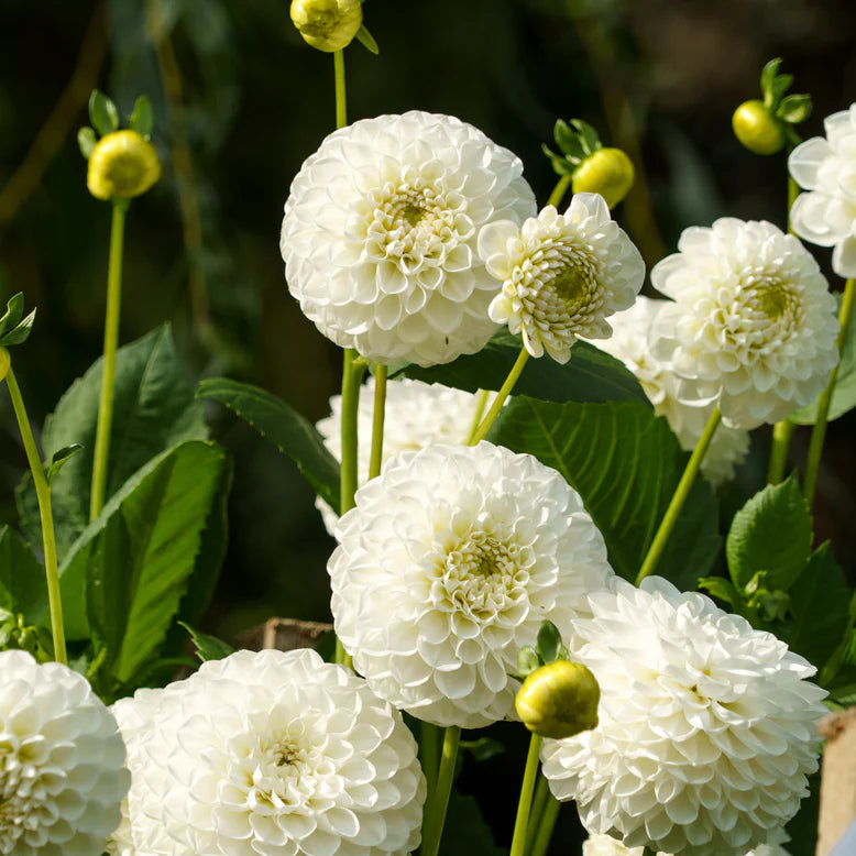 Dahlia Pompom 'White Aster'